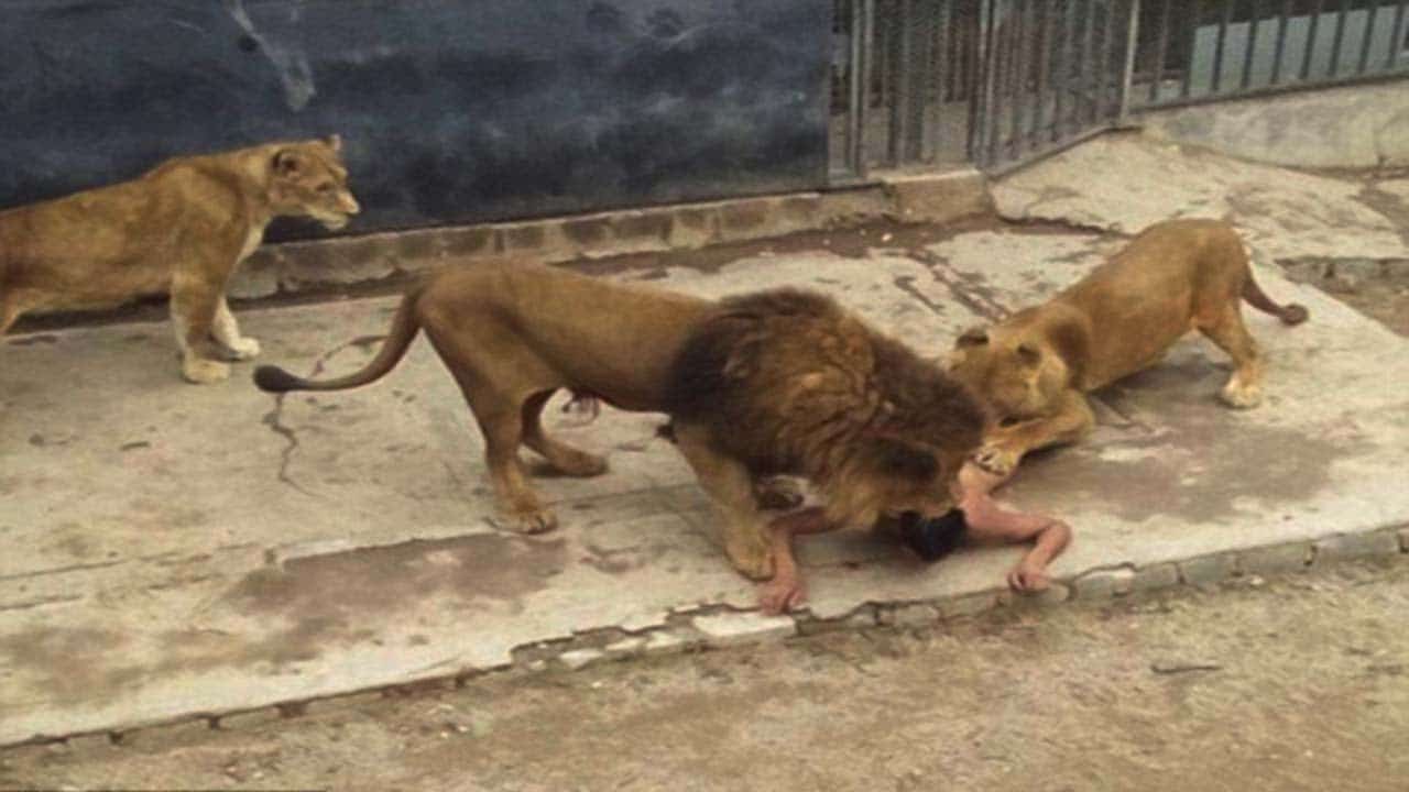 Nude Man Provokes Lions in Santiago, Watch Video