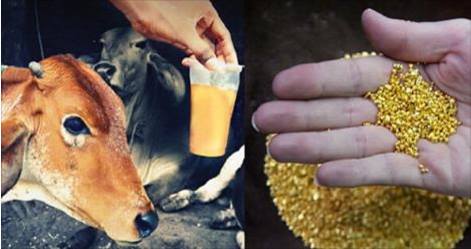 Traces of Gold Found in Gir Cow Urine: Says Report