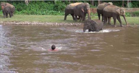 Must Watch: Baby Elephant Saves A Drowning Man !