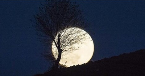 Blooming Love Under the Breathtaking Supermoon